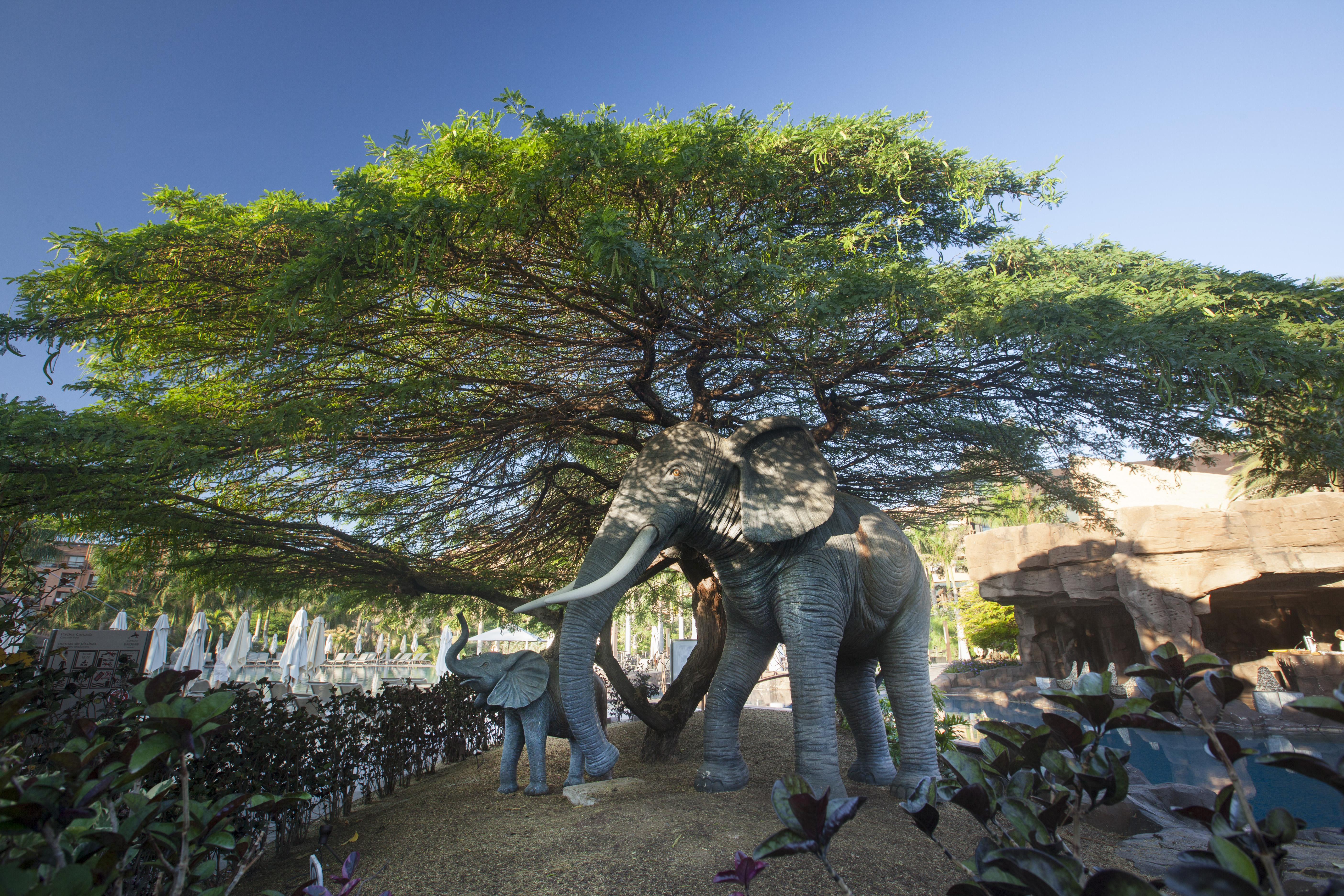 fotos animales hotel lopesan baobab resort gran canaria