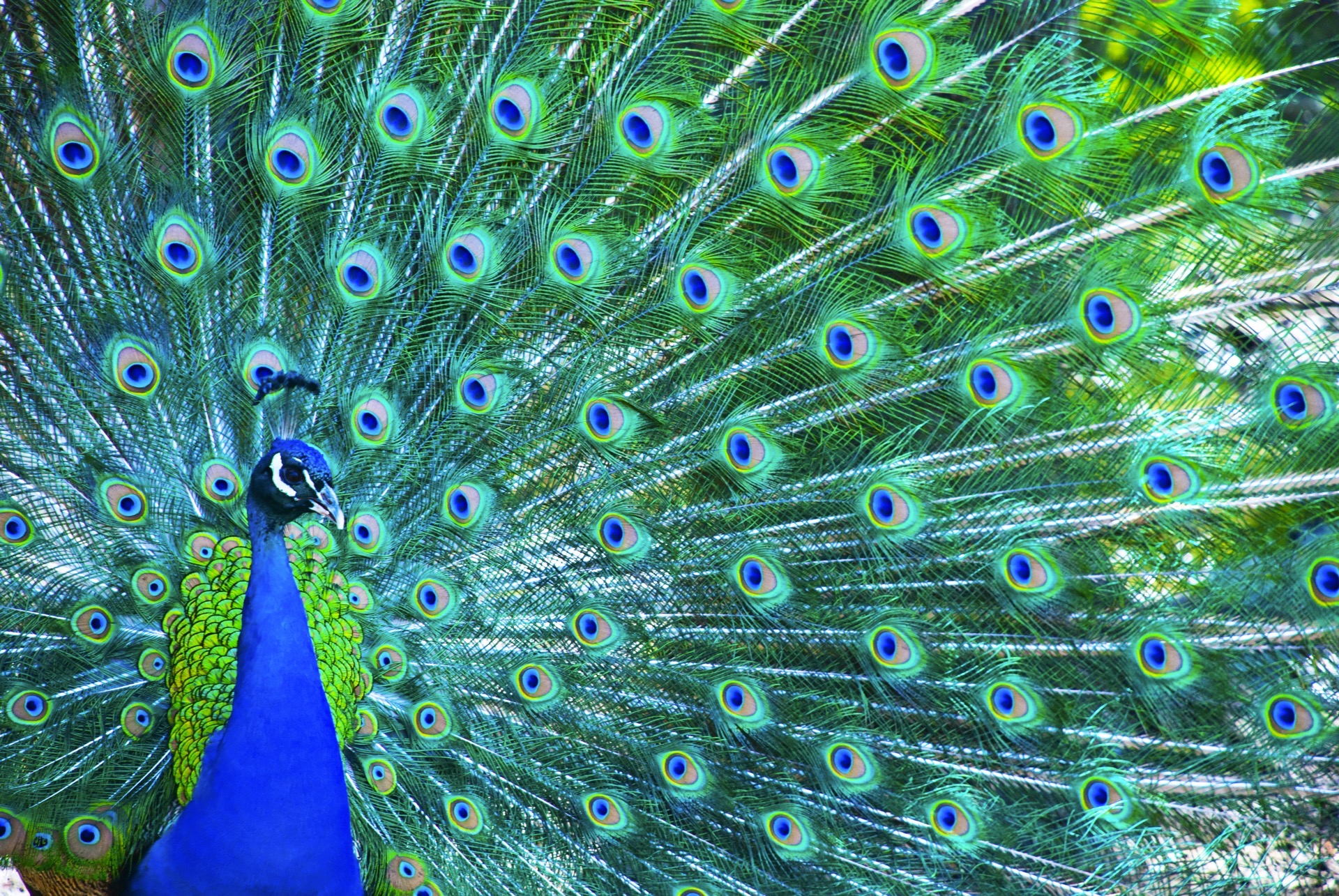 iStock-91772501.jpg